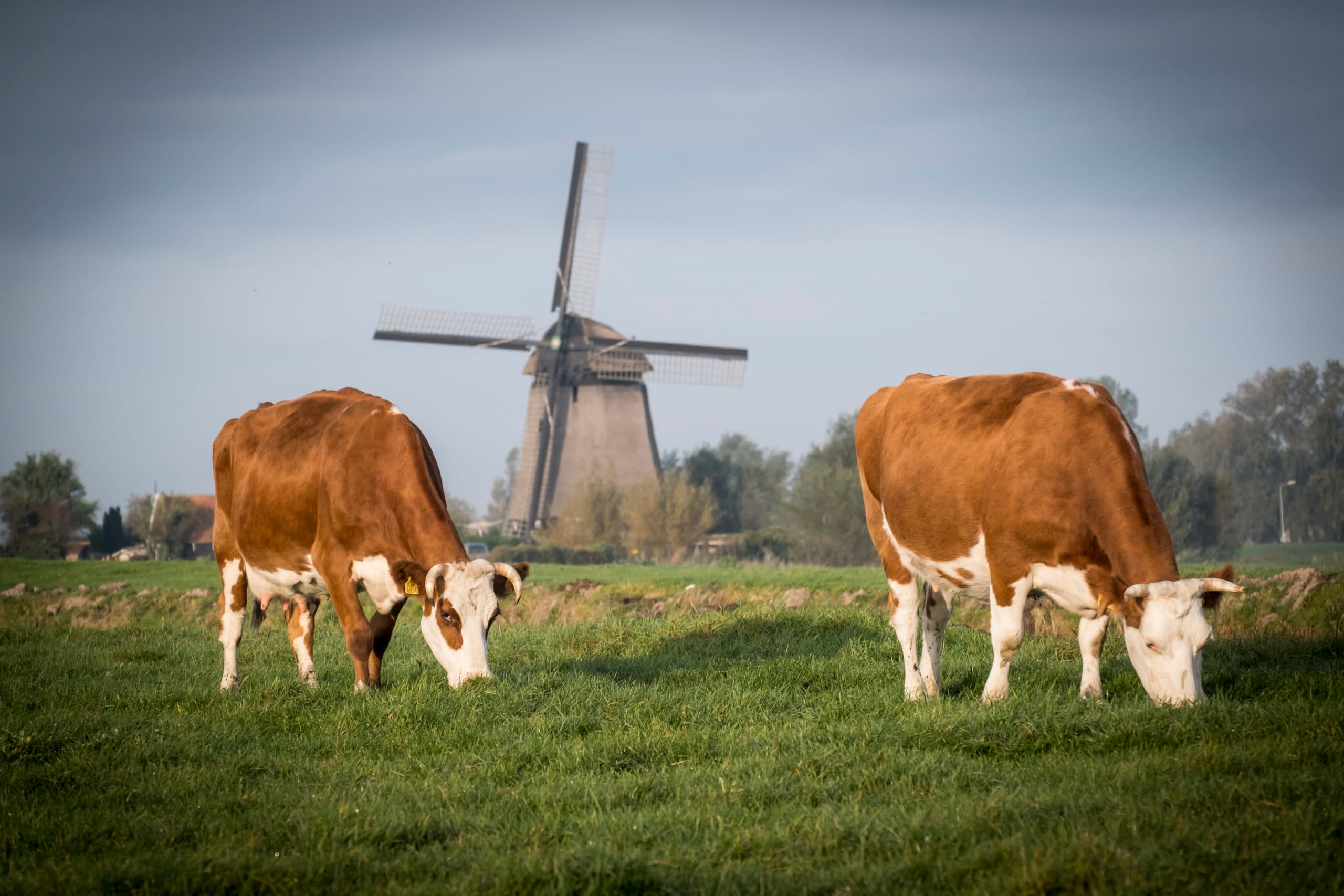 Foto: Bertil van Beek