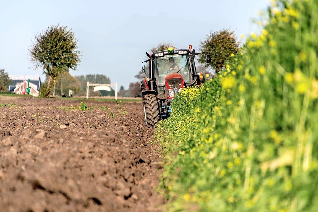 Het perceel was een met gele mosterd ingezaaide tarwestoppel. Volgend seizoen staan hier aardappelen en bieten.