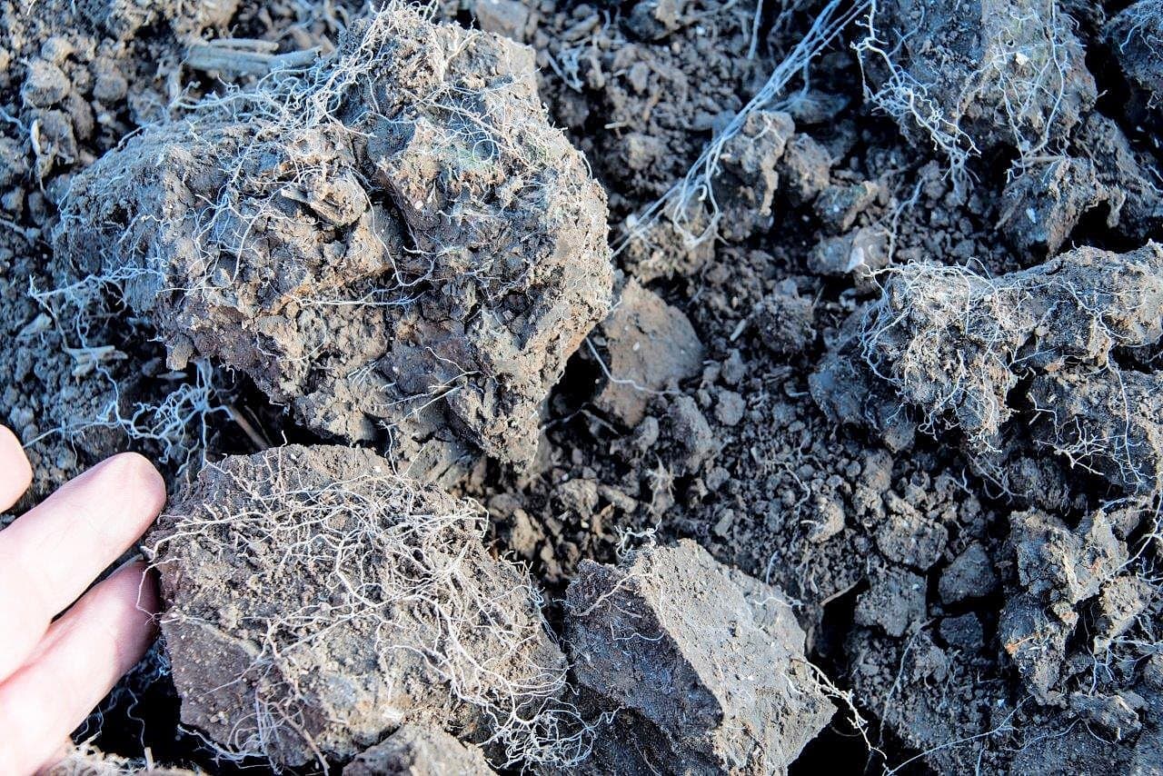 Het ploegen vindt plaats met een driescharige Lemken Variopal 7 wentelploeg. Met speciale voorscharen voor hoge groenbemesters die een betere doorstroming garanderen.