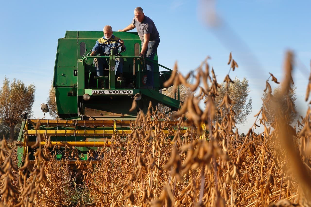 Bij de familie Scheper lopen de kippen en de koeien gewoon samen buiten. - Foto: Hans Banus