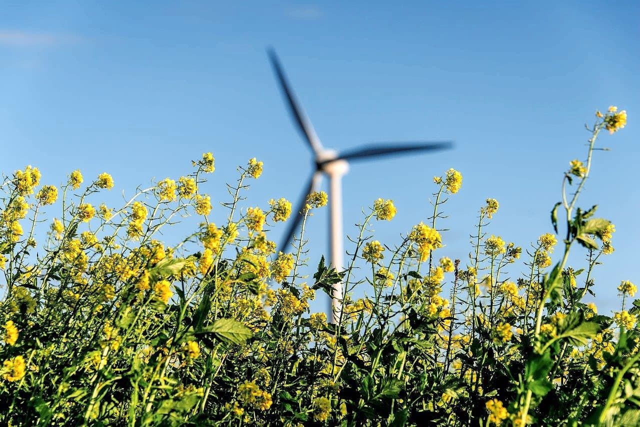 De op 12 oktober gezaaide wintertarwe op bietenland. Dit kan tot tweewassigheid leiden. Beije maakt zich daar geen zorgen om. Een deel van de zaden liggen gekiemd vast, anderen zijn nog niet gekiemd. Die zullen later komen, redeneert Beije.