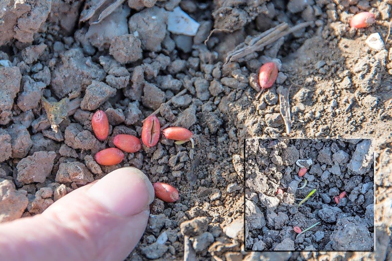 Hier een beeld van tarweplantjes in de Noordoostpolder die er gezond uit zien. Het lijkt erop dat tarwe gelijk goed vastzit in de grond en niet verdroogt.