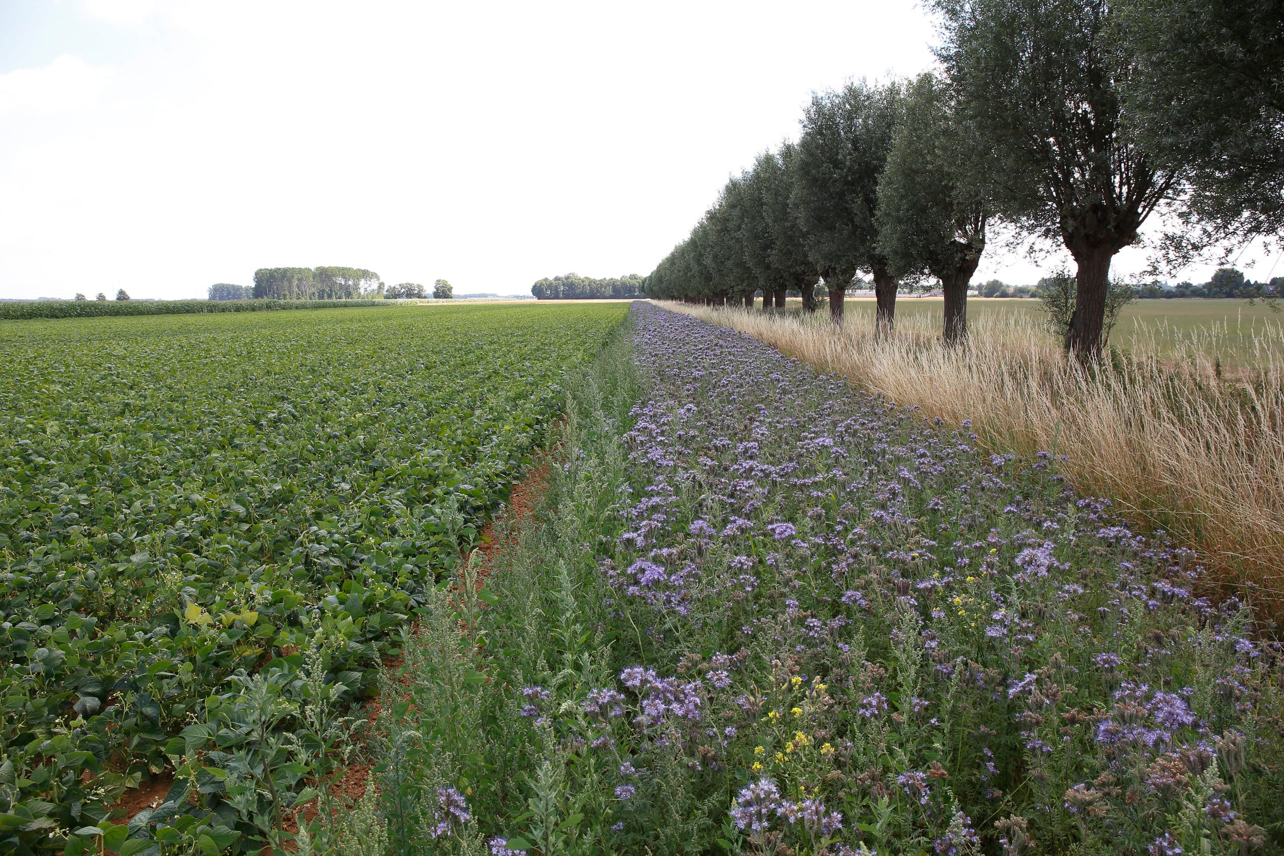 Foto: Hans Prinsen