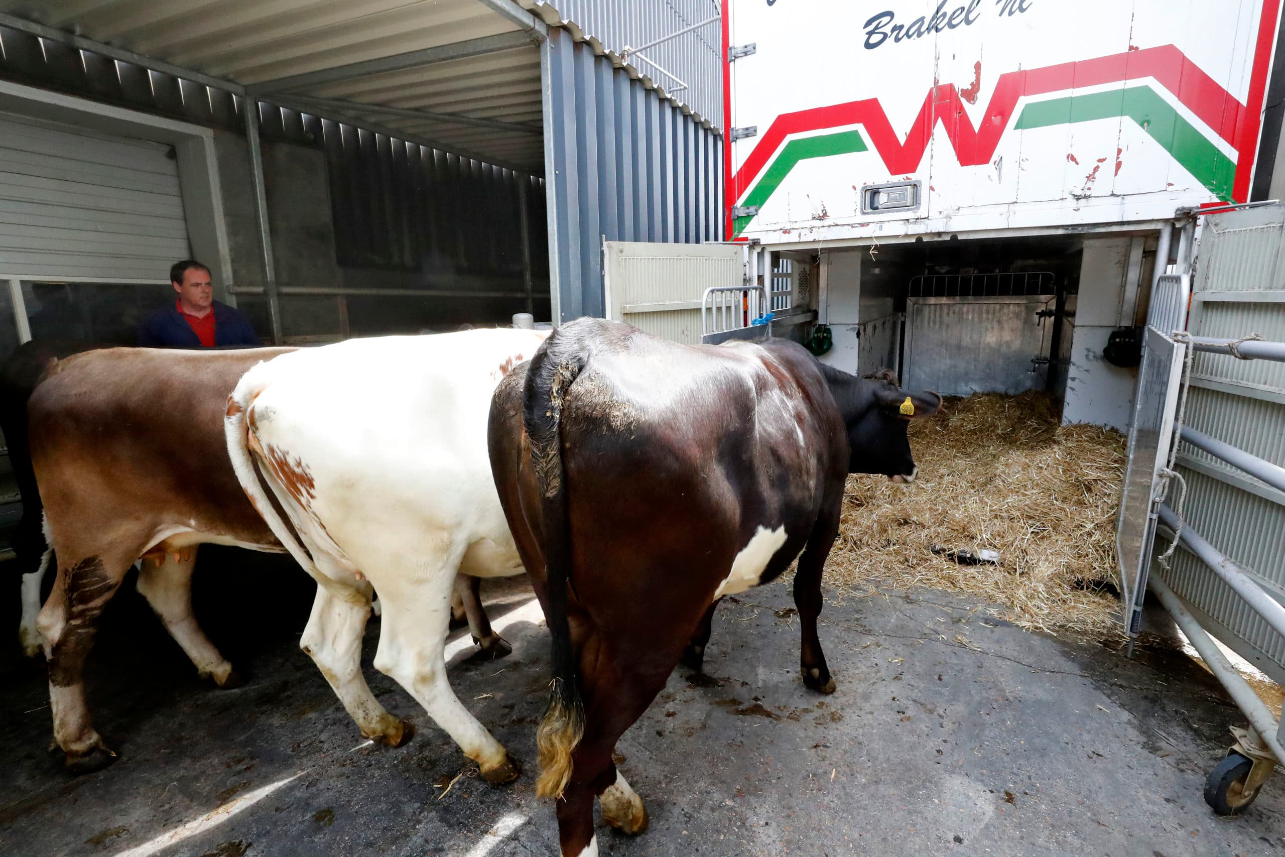 Een koppeltje vaarzen op weg vanuit een exportstal naar de vrachtwagen. Jaarlijks gaan meer dan 35.000 vaarzen de grens over.