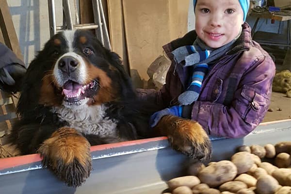 Overal waar de kinderen van Ilse van Meer uit Hapert (Noord-Brabant) zijn, is hond Obi ook. Hier helpt zoontje Stef met het sorteren van de aradappelen. Uiteraard is Obi erbij.