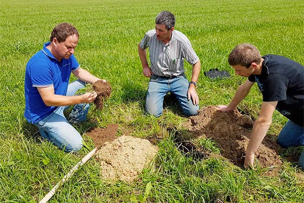 Adviseur Stefan Muijtjens, Thieu en Marc Corsten (v.l.n.r.) beoordelen de beworteling op 15 juni. - Foto: DSV