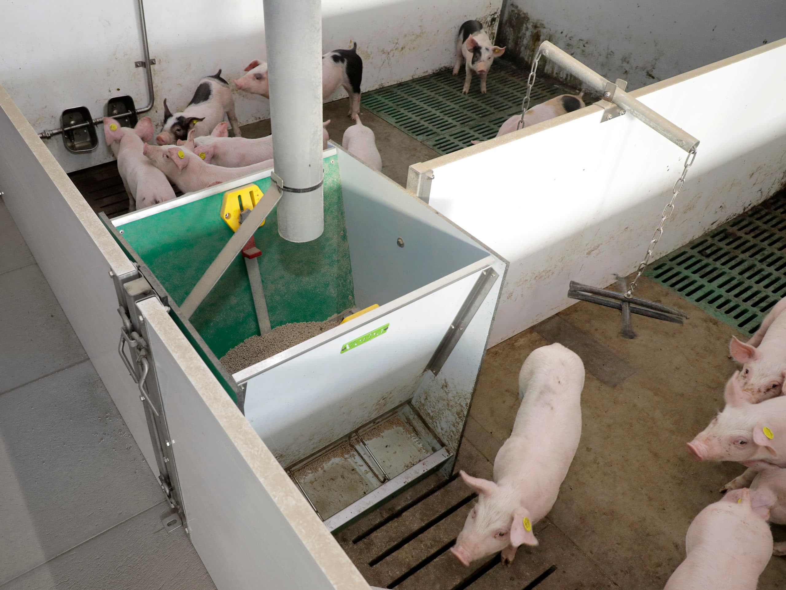 De biggen, gelten en beren worden per toom opgelegd in het biggenhok en krijgen per 2 hokken droogvoer verstrekt. - Foto: Ruud Ploeg