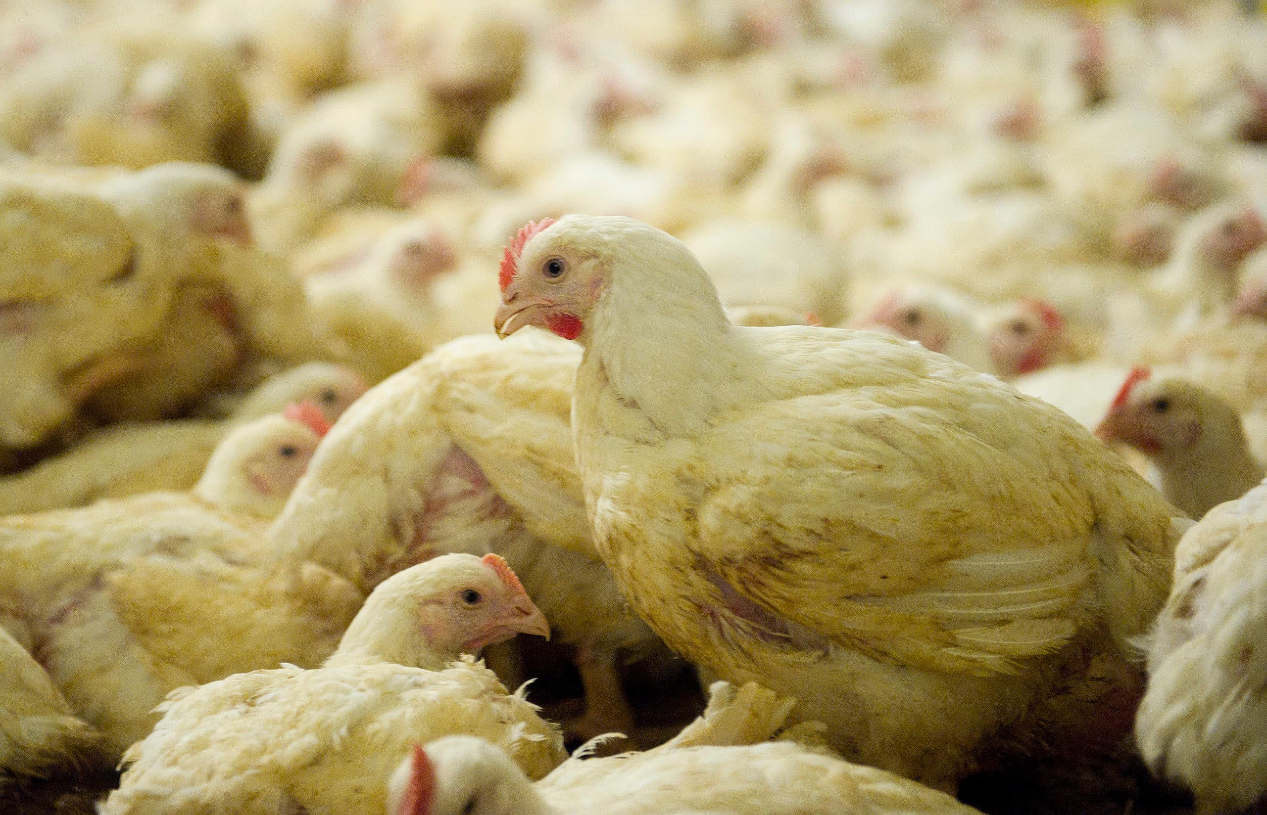 EU-parlement zeer kritisch op vleeskuikenhouderij