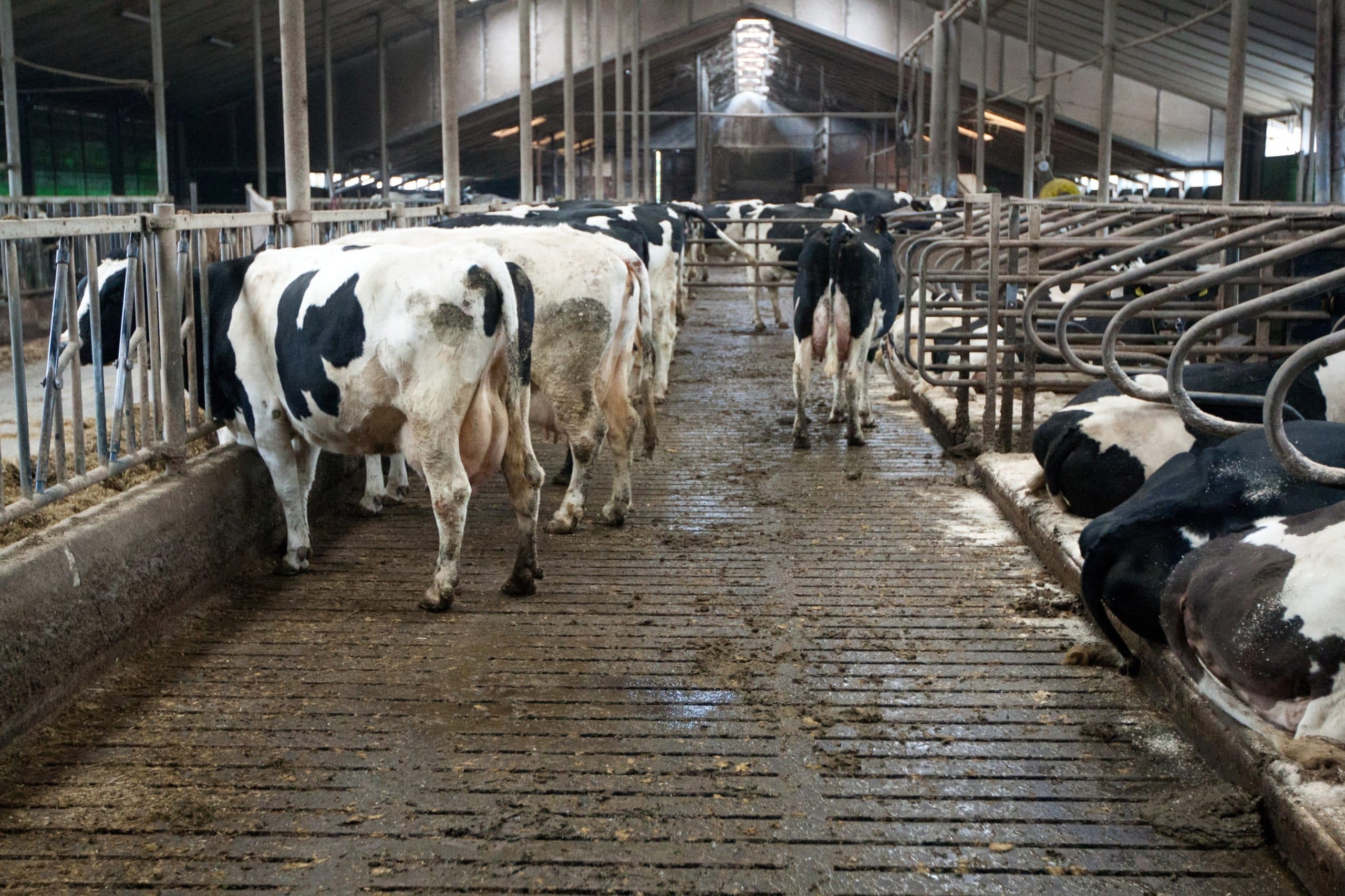 Dit zijn de mestplafonds per sector in 2020