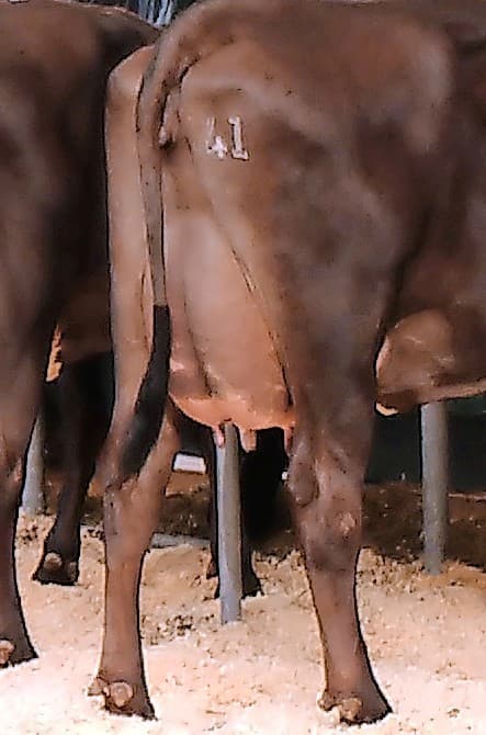 De fokkerij is nu heel anders dan 10 jaar geleden. Dat bleek wel uit de aanwezigheid van witte Belgisch Blauwe stier voor de gebruikskruising. 40% van de inseminaties komt tegenwoordig voor rekening van de Belgisch Blauwe stieren. Dat heeft niet met fokkerij te maken, maar met korte-termijneconomie.