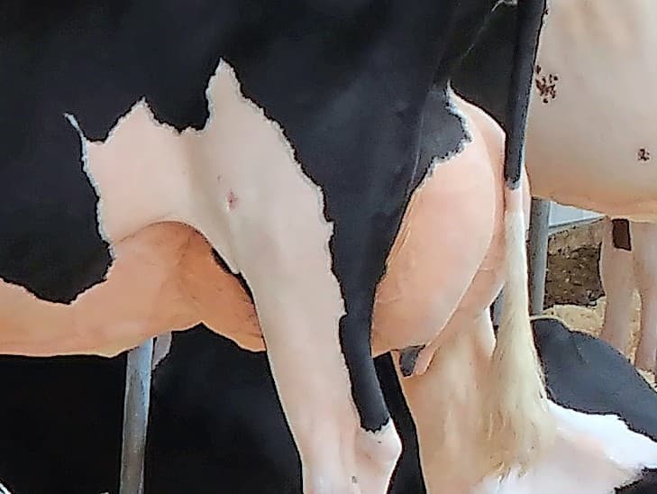 De uiers waren goed van vorm met een mooie beadering. Voor tweedekalfs dieren hoefden enkele uiers niet ruimer. De Danshot-dochters stonden op rechte benen.