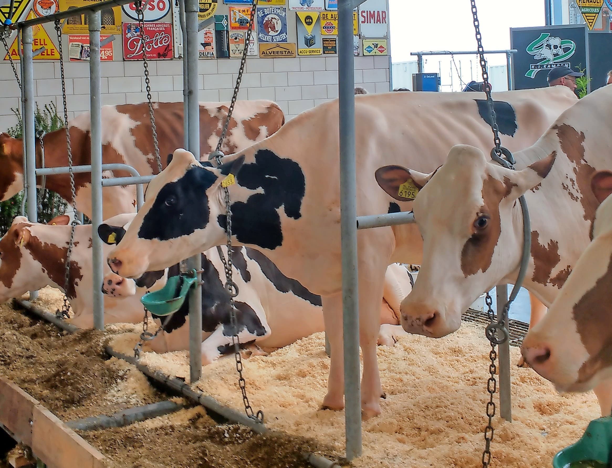 Er was een rechte beenstand te zien en de uiers hadden iets te veel volume. Wel waren de uiers vast aangehecht en met name de speenplaatsing en -lengte vielen in positieve zin op. Prima dieren die elke boer graag door de melkstal ziet lopen.