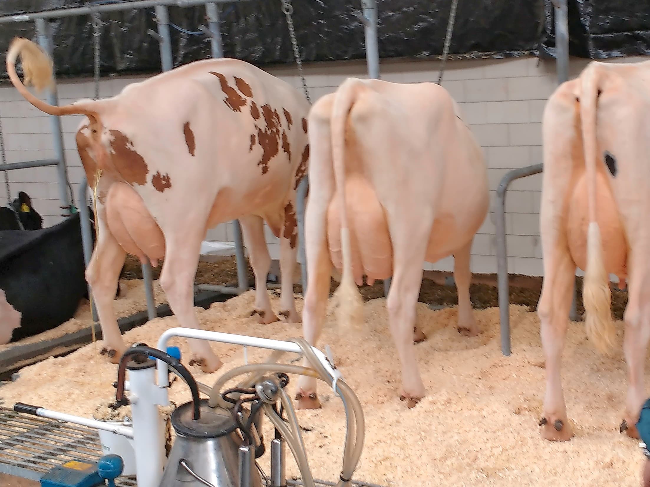 Dat Brown Vigor - een Brown Swiss-stier die als jonge stier in Nederland is getest - de meest opzienbarende dochtergroep had, was opvallend. Nederlandse Ki s richten zich op Holstein en Roodbont, maar de Brown Swiss-kruislingen trokken de meeste aandacht.