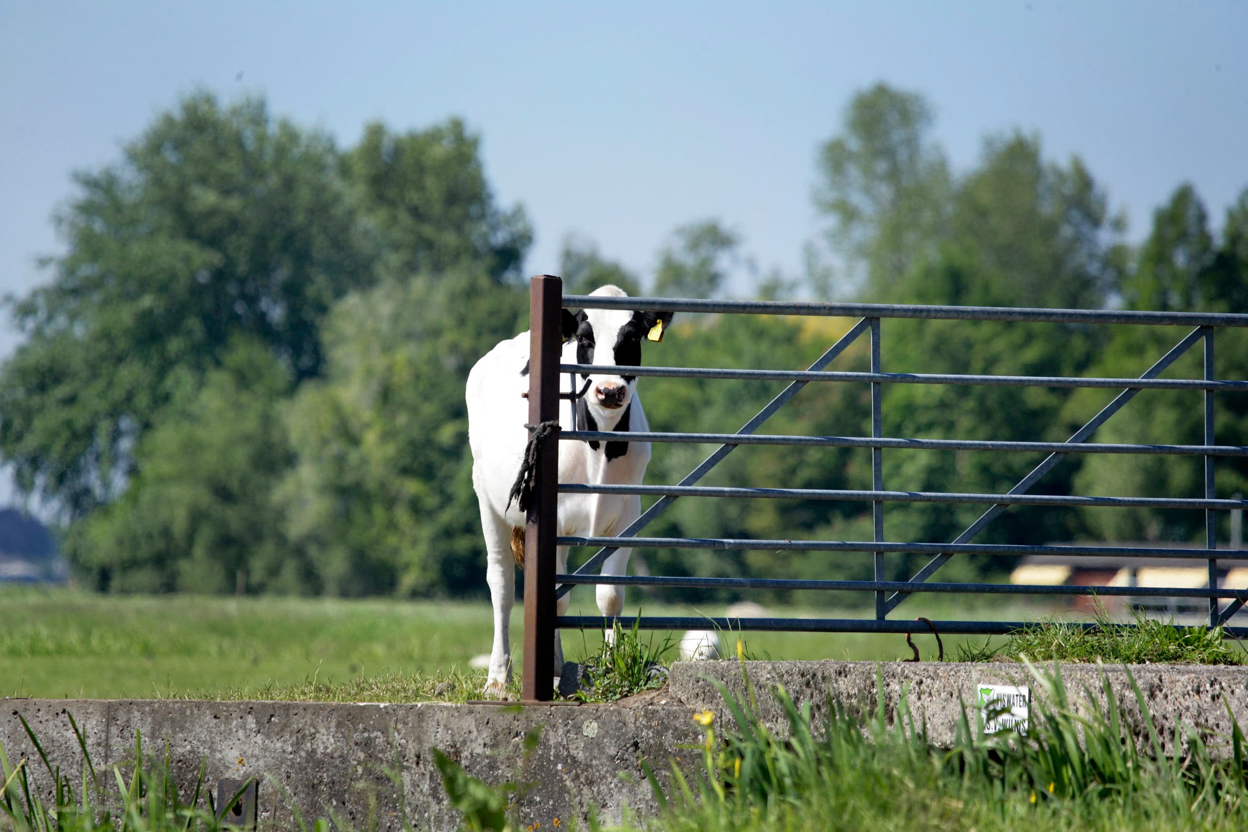 Foto: Henk Riswick
