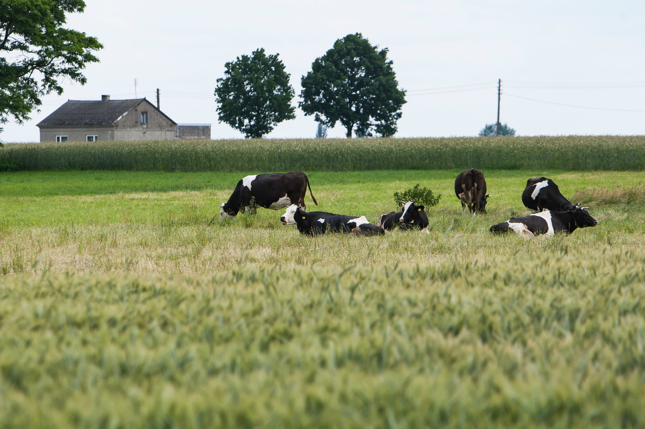 Foto: Ronald Hissink