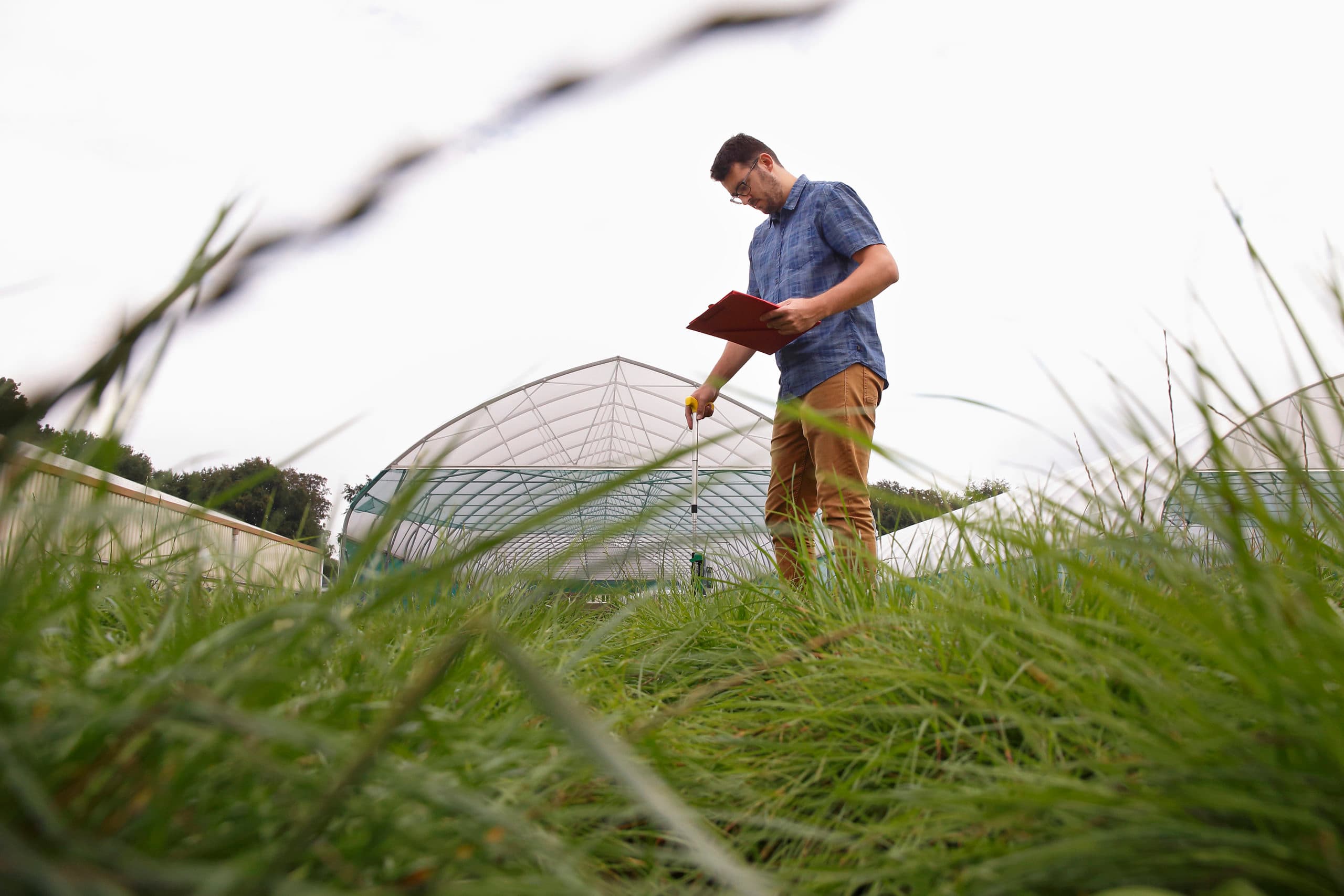 Verdelaars van gras en mais werken continue aan het verbeteren van  rassen, zoals bij Barenbrug in Wolfheze. Hier doet Tim van der Weijde onderzoek naar droogteresistentie met behulp van rolkassen.