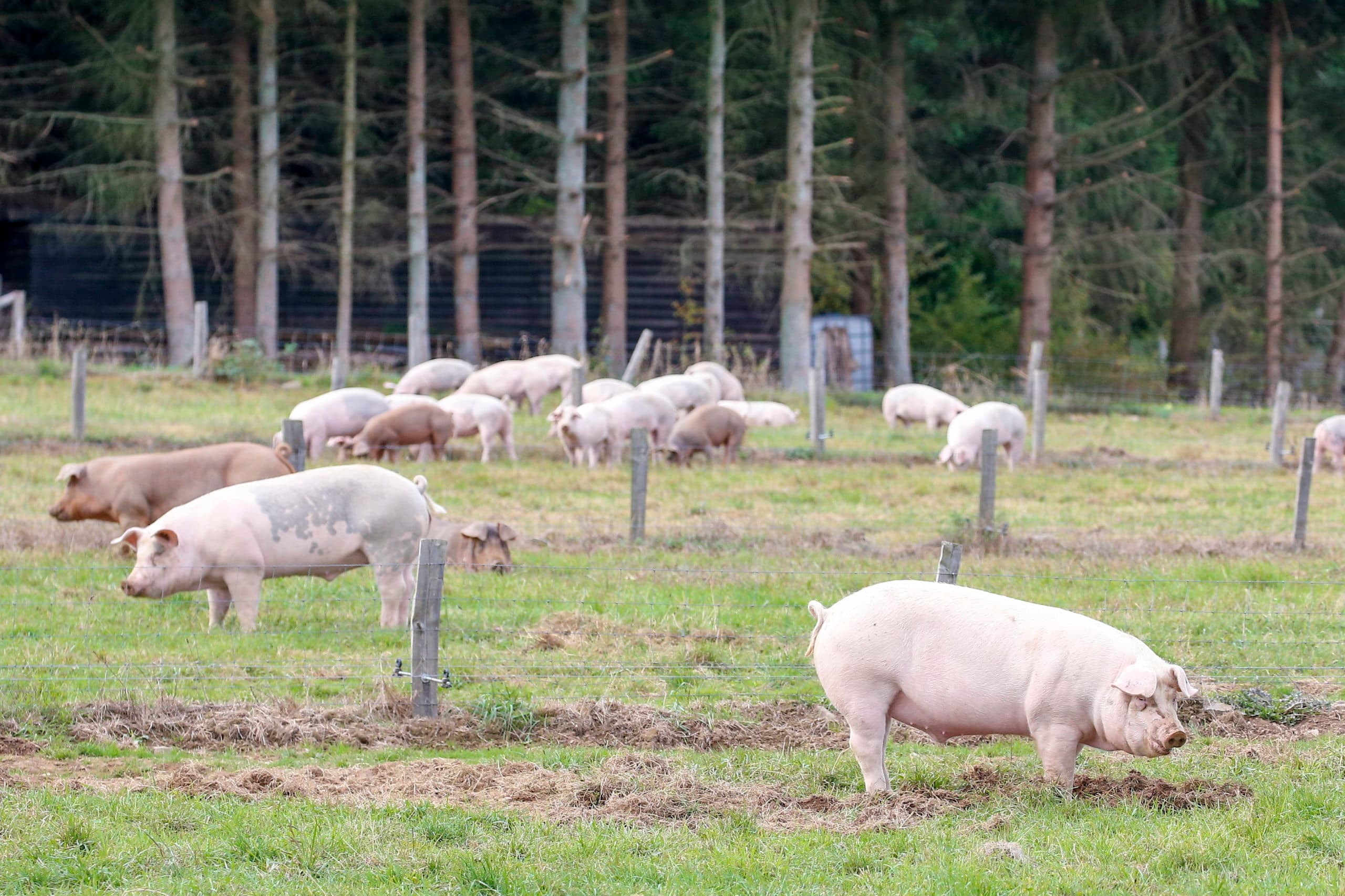 Varkens op een bedrijf bij Nassogne in België, niet ver van de regio waar met AVP besmette zwijnen zijn gevonden. - Foto: ANP