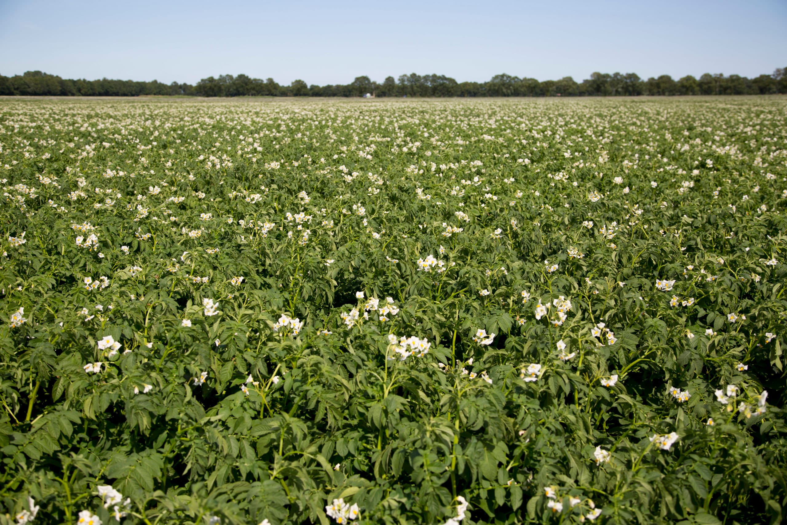 Foto: Jan Willem Schouten