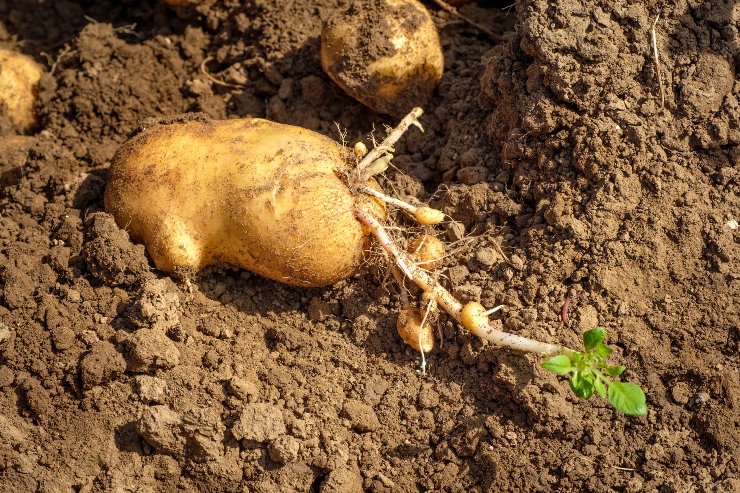 Doorwas bij aardappel. - Foto: Roel Dijkstra
