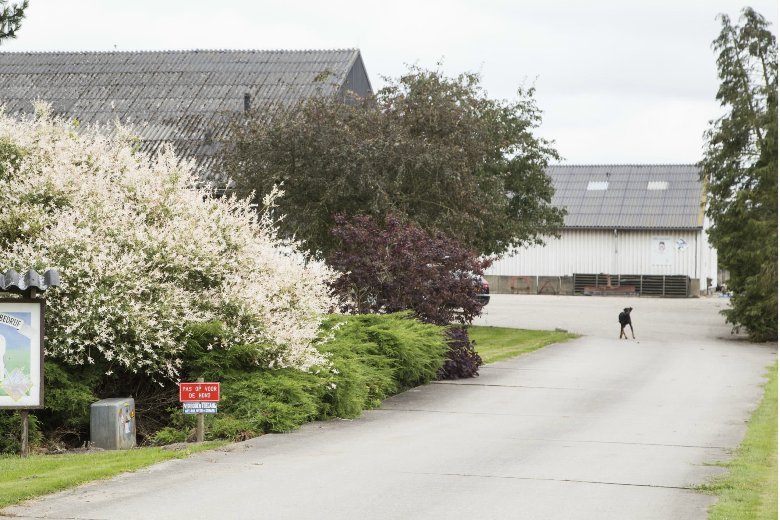 Foto: Koos Groenewold