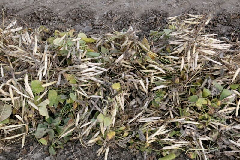 Het dorsen gebeurt vanaf zwad zodat de struikjes eerst moeten worden losgereden met een speciale messenbalk. Dit gebeurt net als bij graszaad bij voorkeur in de vroege morgen, in de dauw, om te voorkomen dat de peulen openbarsten.