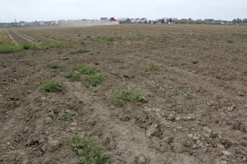 Loonbedrijf Kloosterman uit het Zeeuwse Kapelle dorst hier bruine bonen voor Bert van Nieuwenhuyze in Goes. - Foto's: Anton Dingemanse