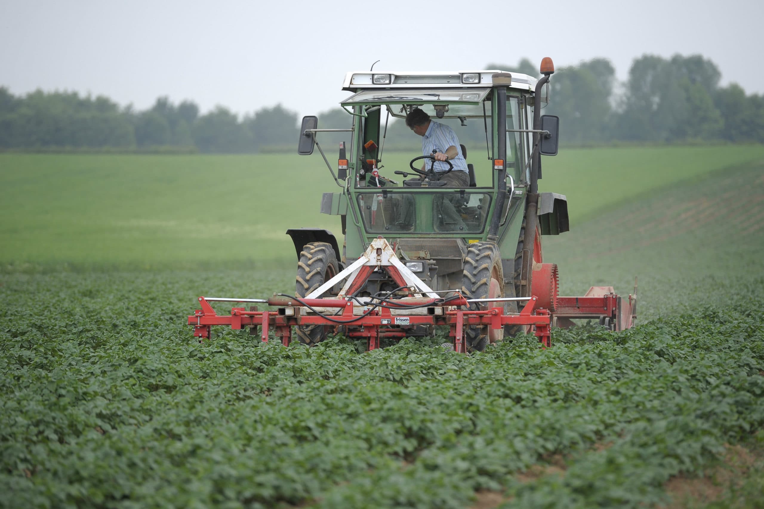 Bio-aardappelen schoffelen. - Foto: Marcel van Hoorn