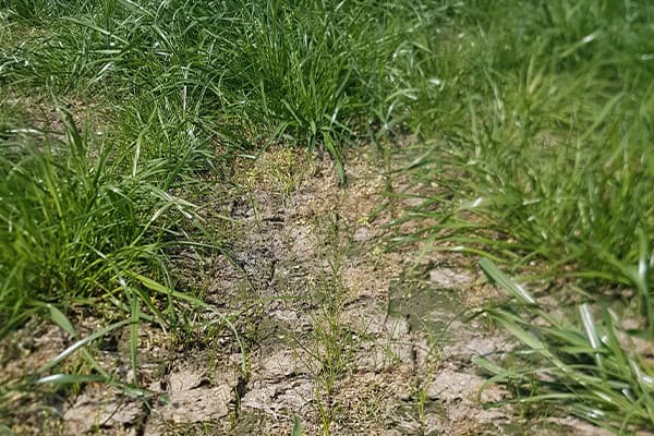 Nu doorzaaien of afwachten?