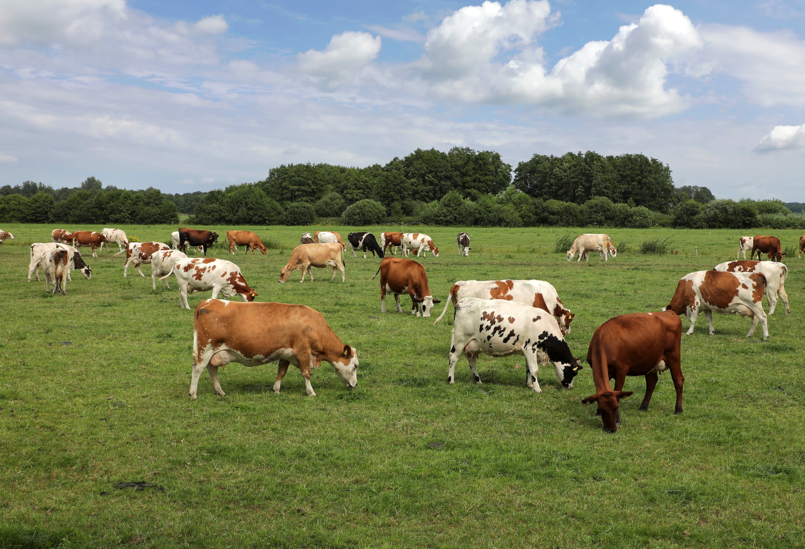 Grondgebonden veehouderij is een belangrijke sector voor de economie. Zuivel en vlees zorgen echter ook voor hoge milieudruk volgens het PBL.