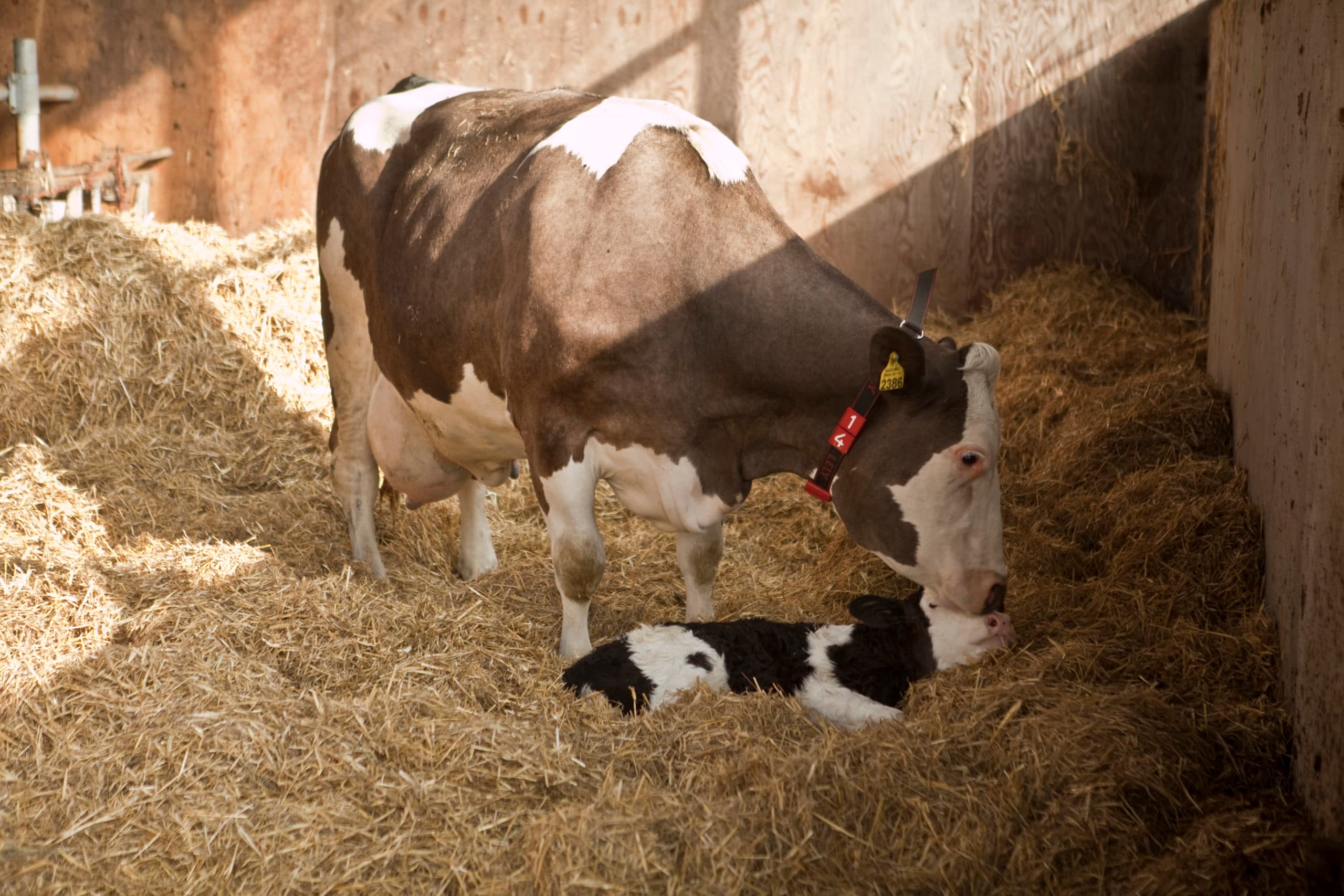 Foto: Koos Groenewold