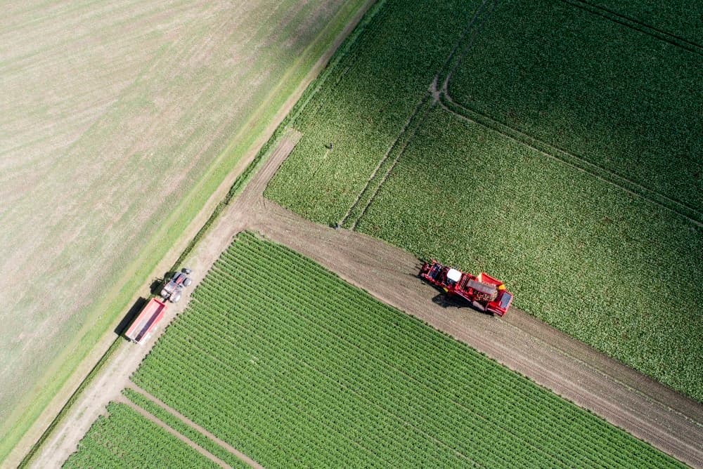 De aantasting door bladziekten begint hier en daar in het perceel ook zichtbaar te worden. Op de later te leveren percelen voert Koopman nog een bespuiting tegen bladschimmels uit.