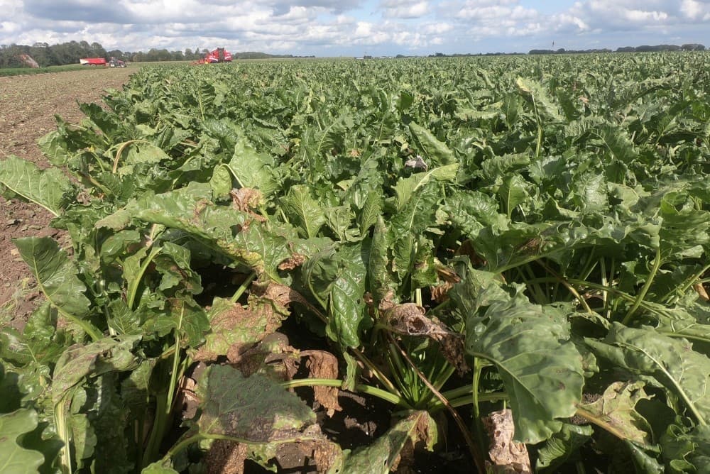 De Grimme Maxtron 620 heeft een Inline-Multihakselaar die de bieten ontdoet van blad en de kop van de biet laat zitten. De bladresten komen tussen de rijen terecht.