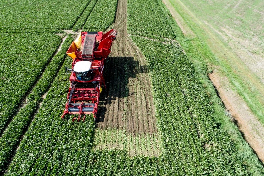 De gevolgen van de droogte zijn nog zichtbaar. Afgestorven blad op de grond en fris groen blad op de bieten. Nu de prangende vraag: wat zal het suikerpercentage zijn?