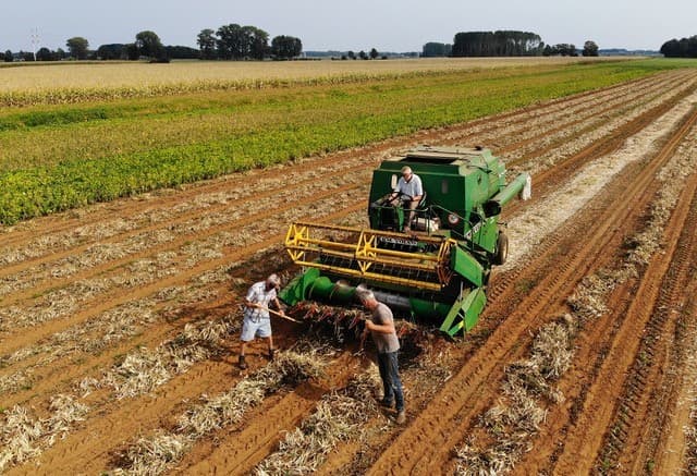 In Erdirne, Turkije, zijn de zonnebloemvelden geoogst. De volgende stap is dan ploegen, zoals hier gebeurt.   Foto: EPA