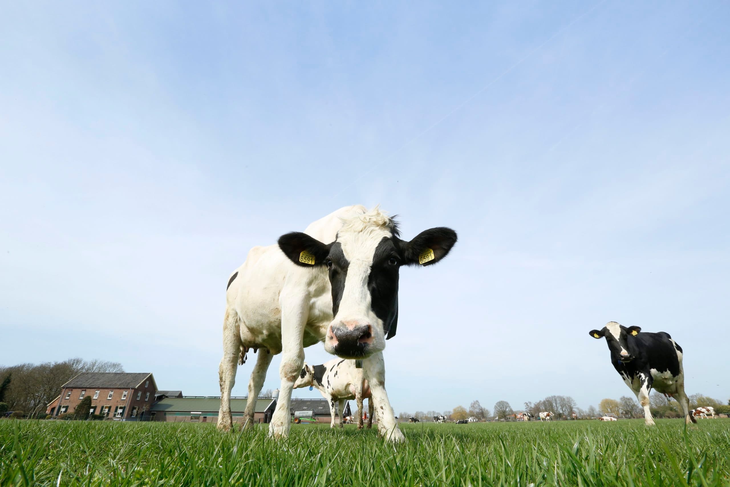 Haal methaanuitstoot rund uit klimaatakkoord