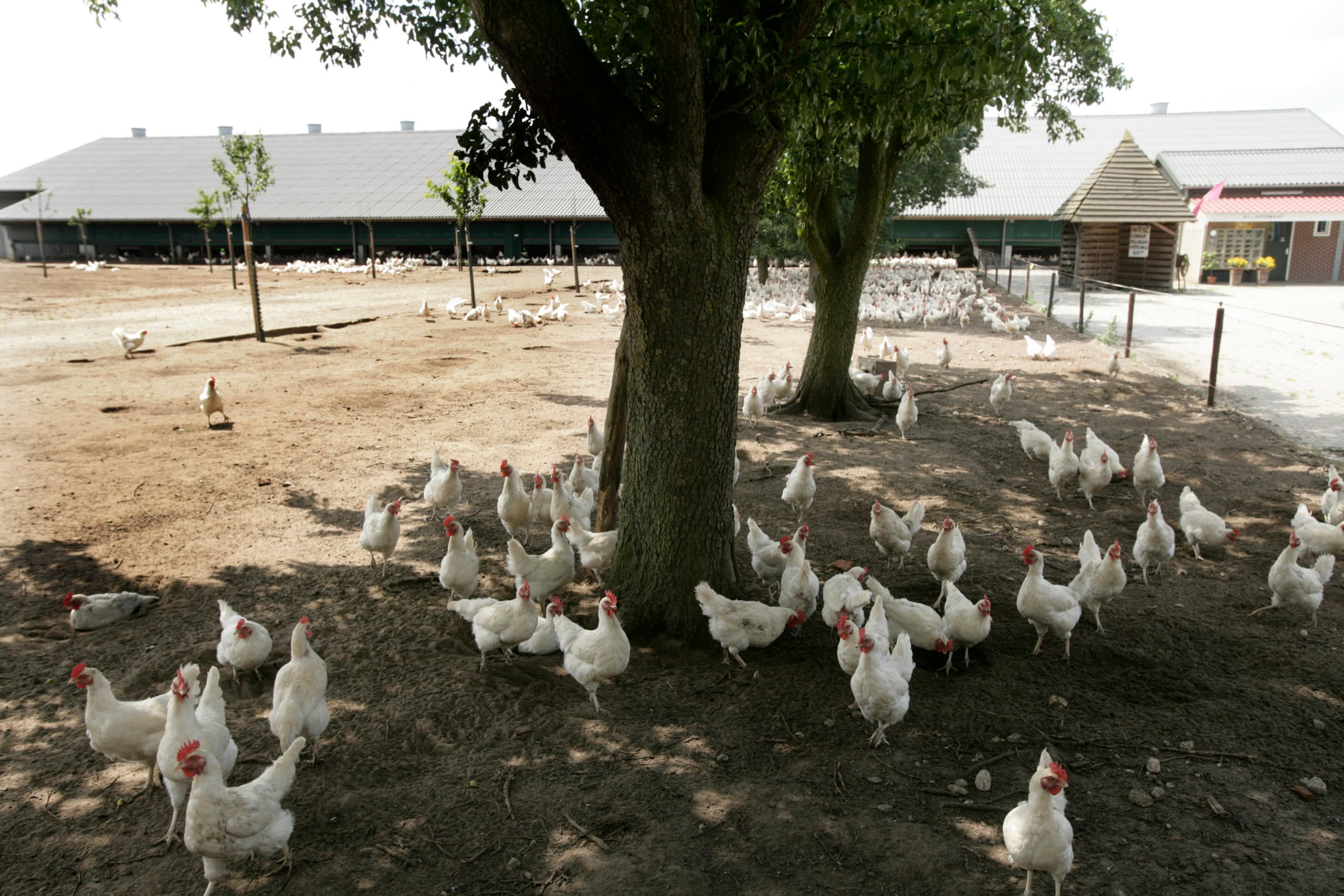 Foto: Koos Groenewold
