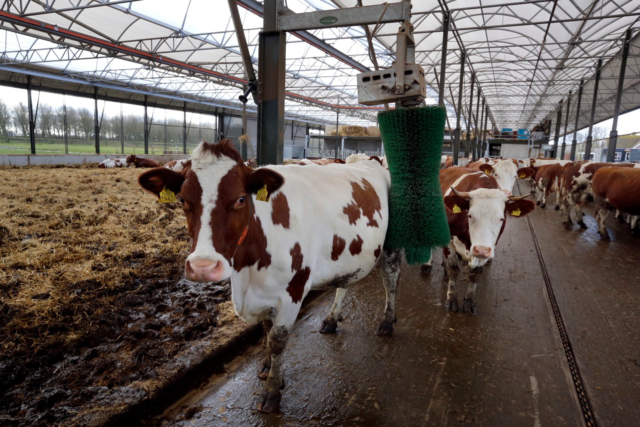 (C)Roel Dijkstra-Vlaardingen  Bio Melkveehouder Duijndam - Delfgauw