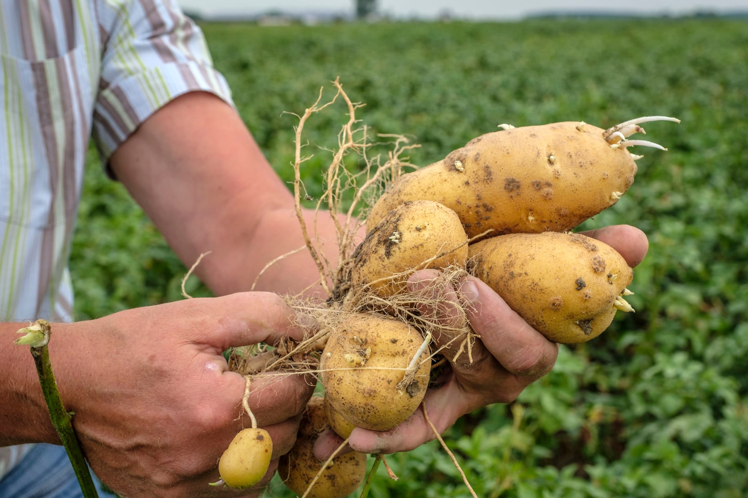 Doorwas in aardappelen. - Foto: Roel Dijkstra