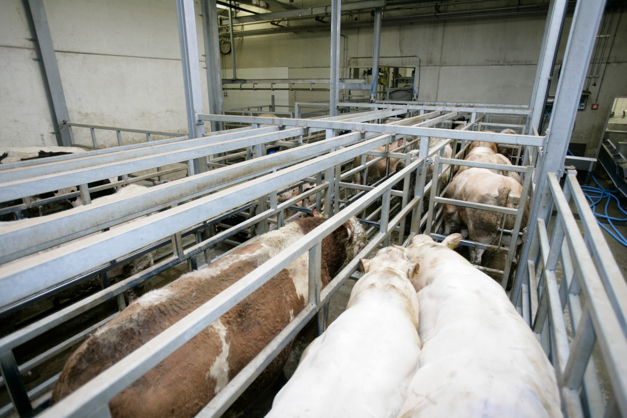 Aanvoer van runderen bij een slachterij. - Foto: Jan Willem Schouten