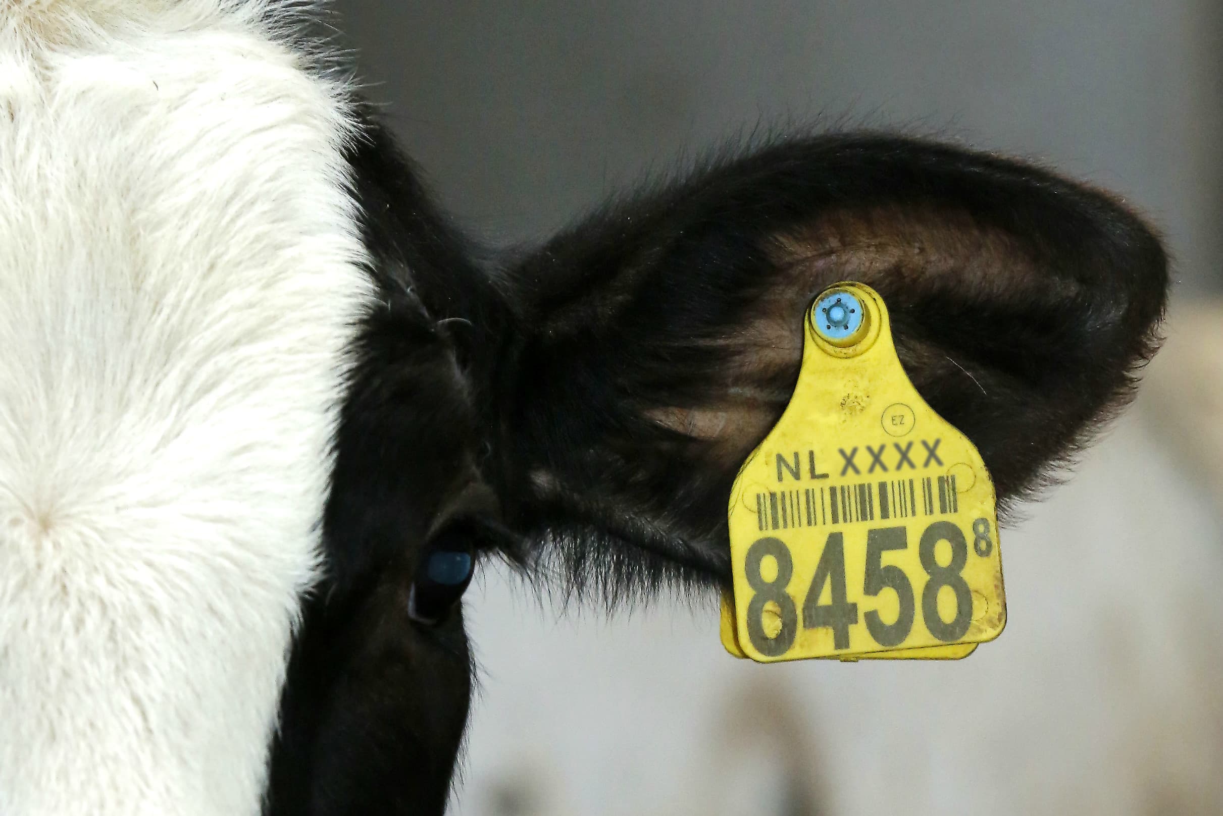 Foto: Henk Riswick, bewerking Boerderij