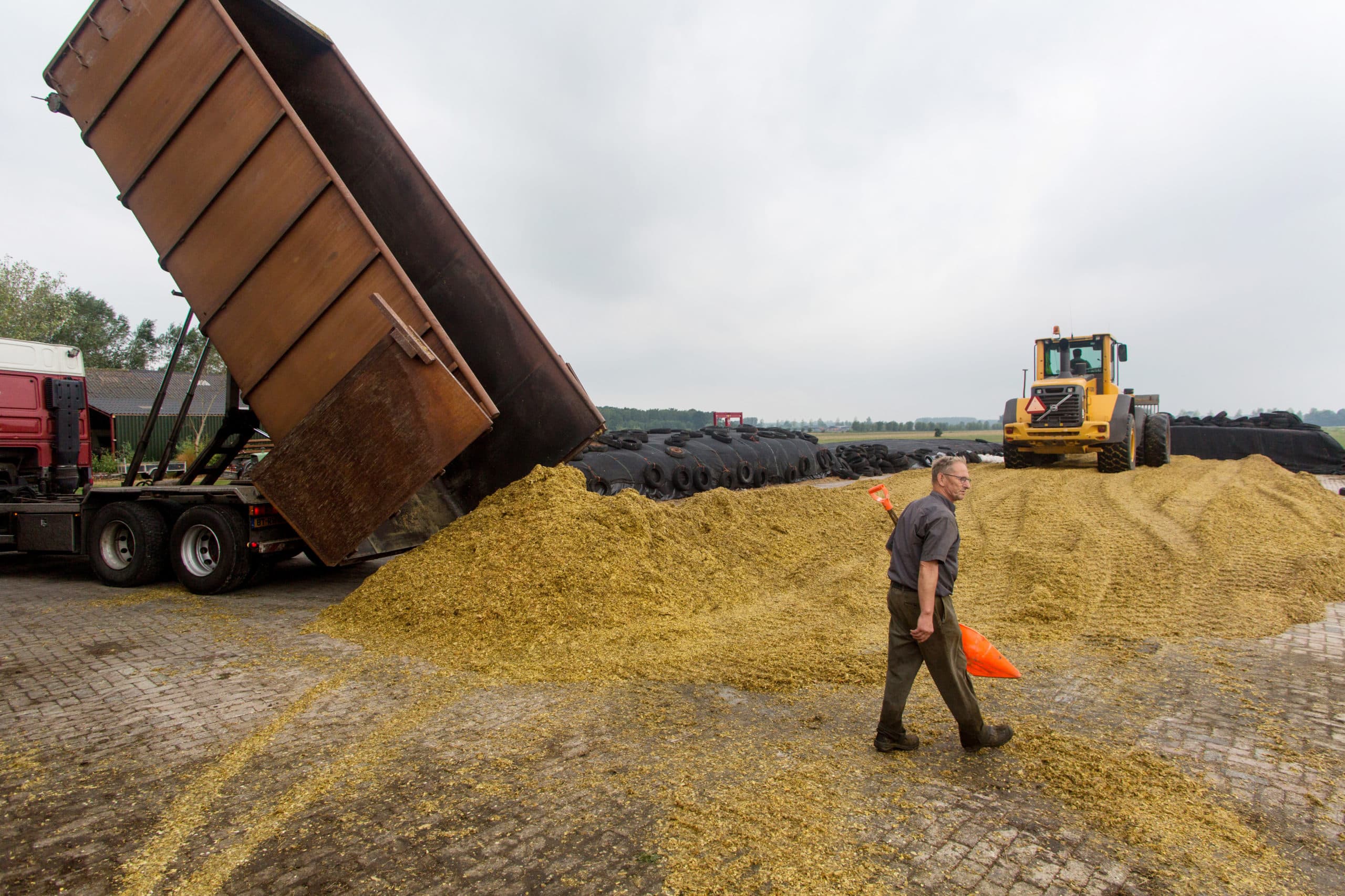 Fouragehandel Wim van de Panne levert snijmais bij melkveehouder Van Laar in Amerongen (Utrecht). - Foto: Herbert Wiggerman
