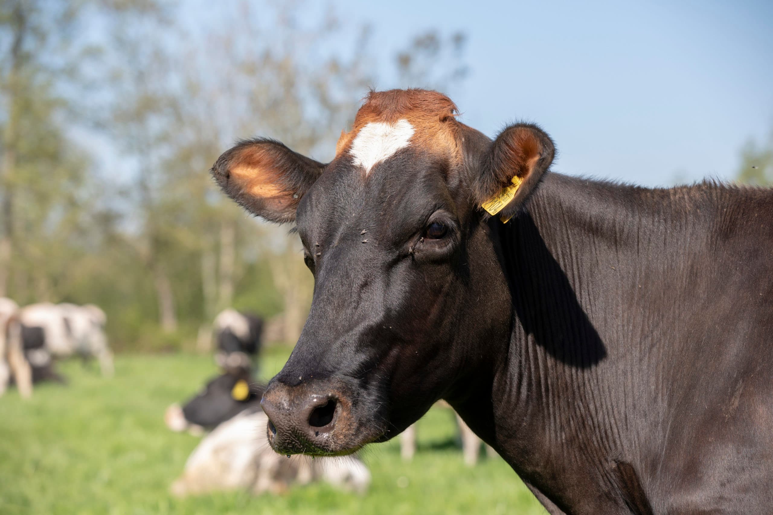 Foto: Anne van der Woude