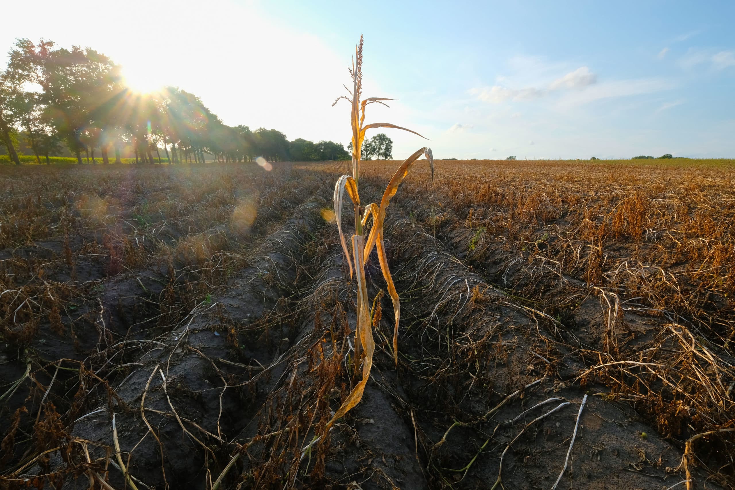 2018-08-17 18:33:20 (FILES) In this file photo taken on August 17, 2018, a drought-affected potato field is seen in the town of Geestland in the district of Cuxhaven in northern Germany. As the German government announced on August 22, 2018, it will deblock 340 million euros to compensate farmers affected by harvest losses due to the drought. Patrik STOLLARZ / AFP