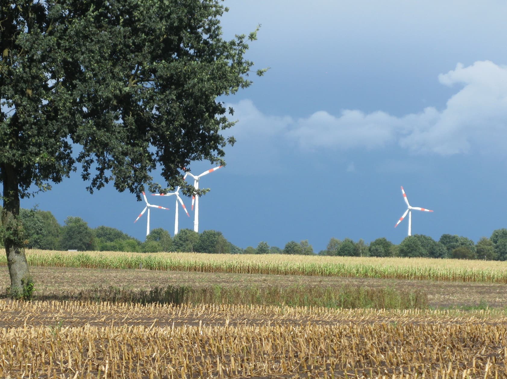 Veranderingen in de landbouw door de  Energiewende . Het is niet het enige wat veehouders vrezen. De terugkomst van de wolf is een treffend voorbeeld van  natuurvrienden  die meer biodiversiteit eisen, maar niet willen betalen voor de problemen op het platteland.