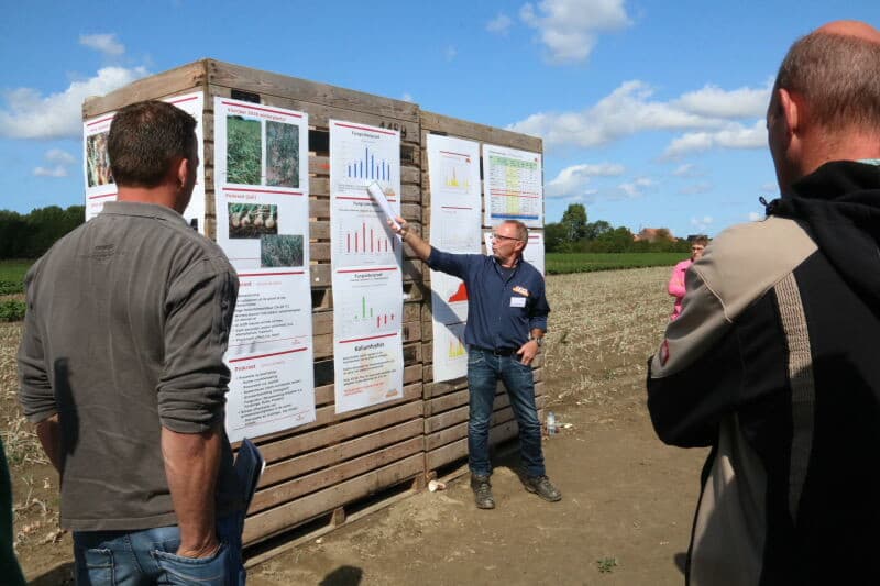 Na de trips en de droogte leeft de ui weer op. Er ontstaat hergroei met als gevolg geen extra bolling maar halsverdikking, dus extra tarra. Omdat het er op veel percelen op lijkt dat de rooikosten de baten overstijgen zijn telers al begonnen met onderploegen.