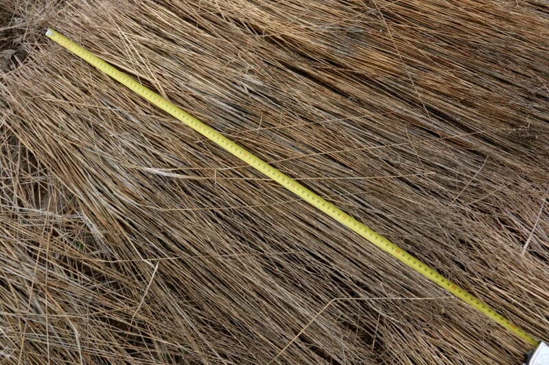 De lengte is prima, bijna 90 centimeter. Dit is dan wel een van de beste percelen. Door een sterke variatie in zaaitijd gecombineerd met de extreme weersomstandigheden dit jaar haalt de meerderheid van de percelen dit resultaat niet.