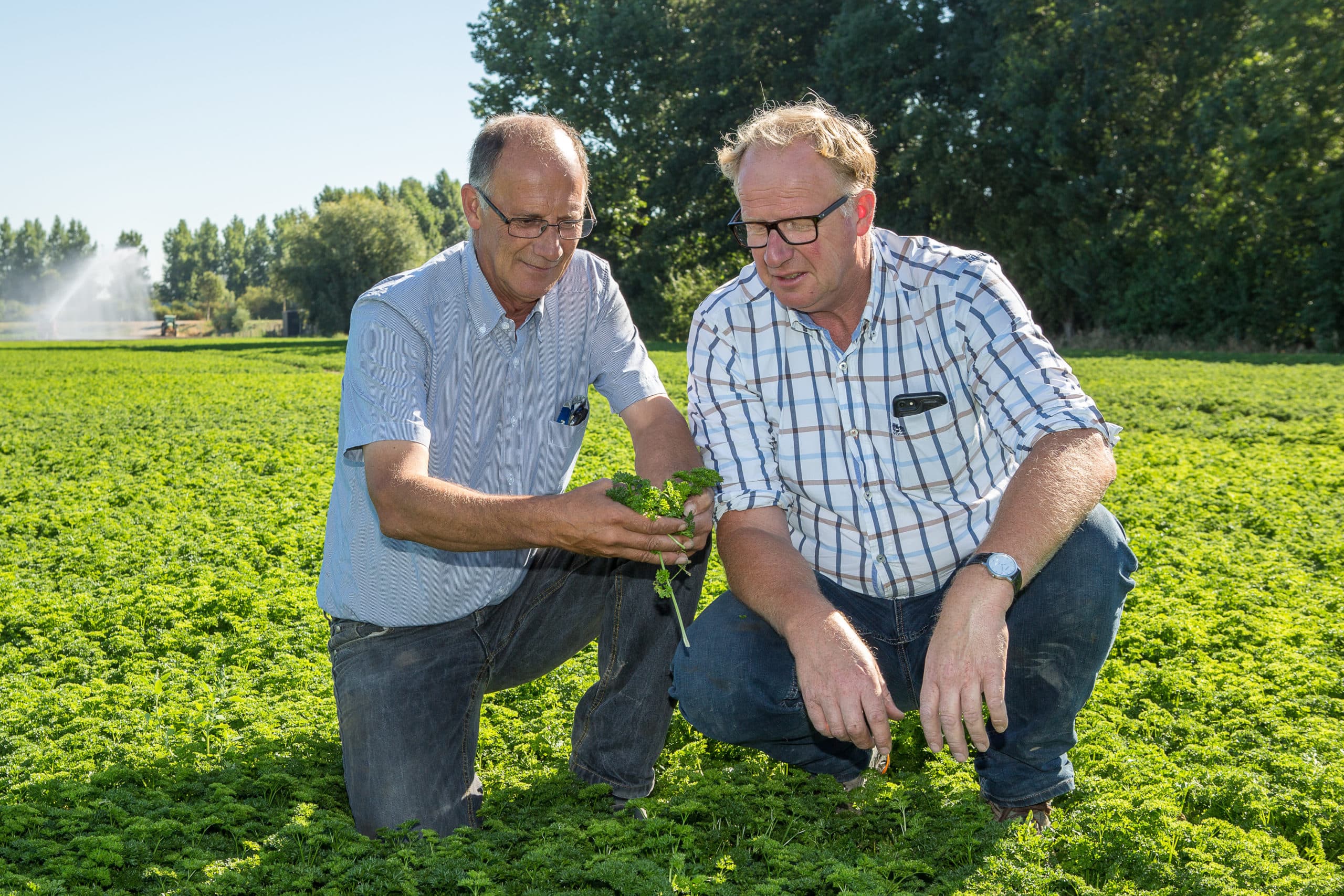 Kees (l) en Hubert Pals in een perceel peterselie. De teelt vergt veel handwerk.
