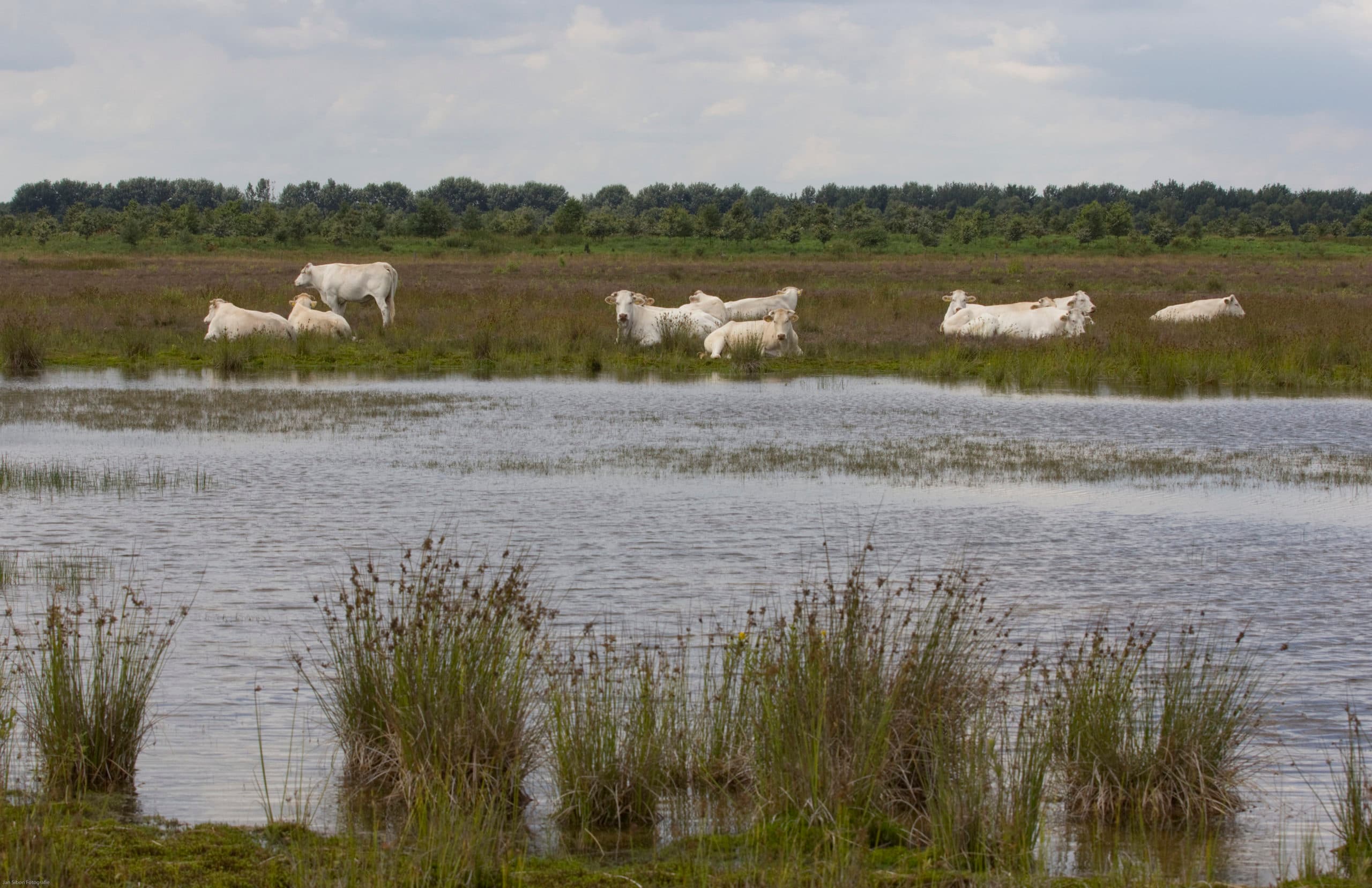 Foto: Jan Sibon