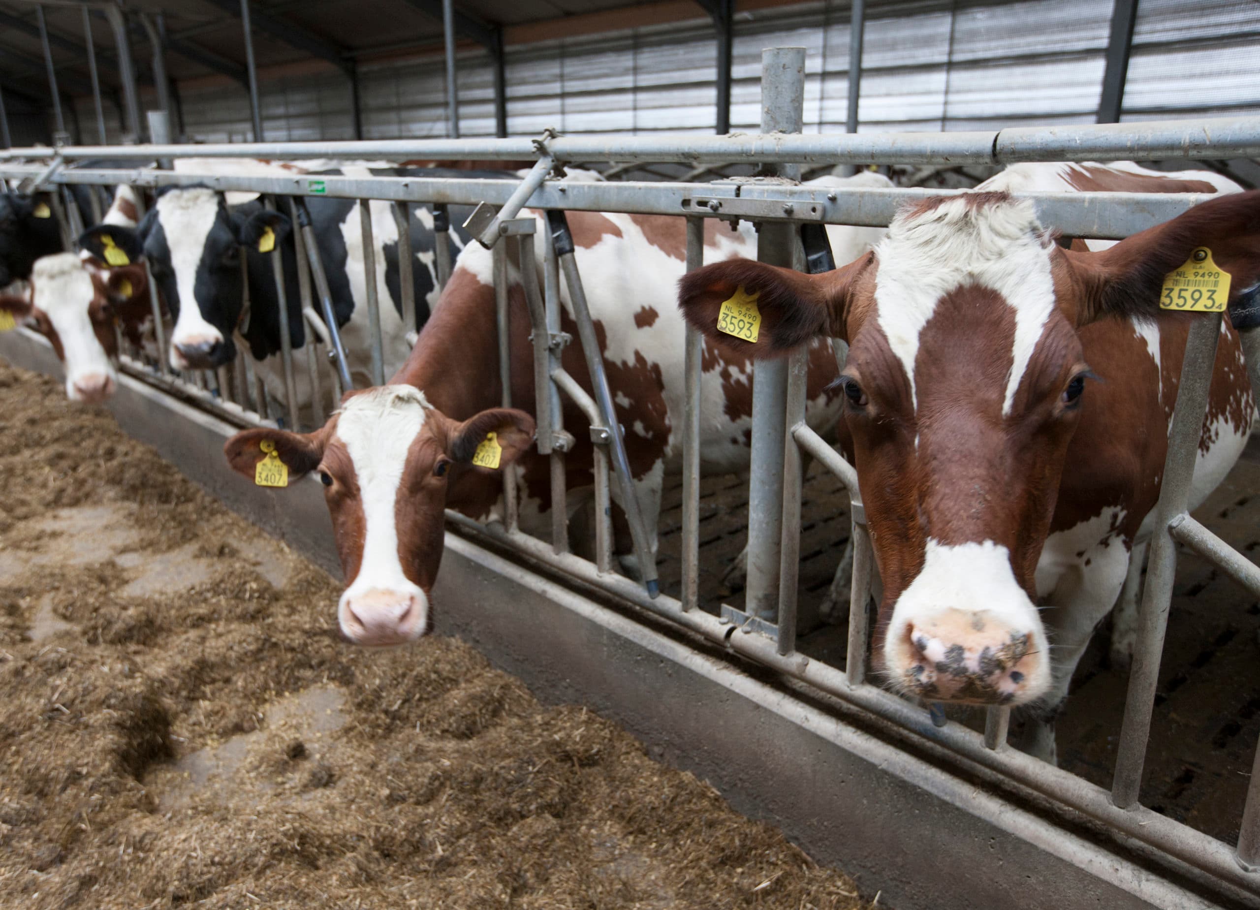 Foto's: Hans Banus