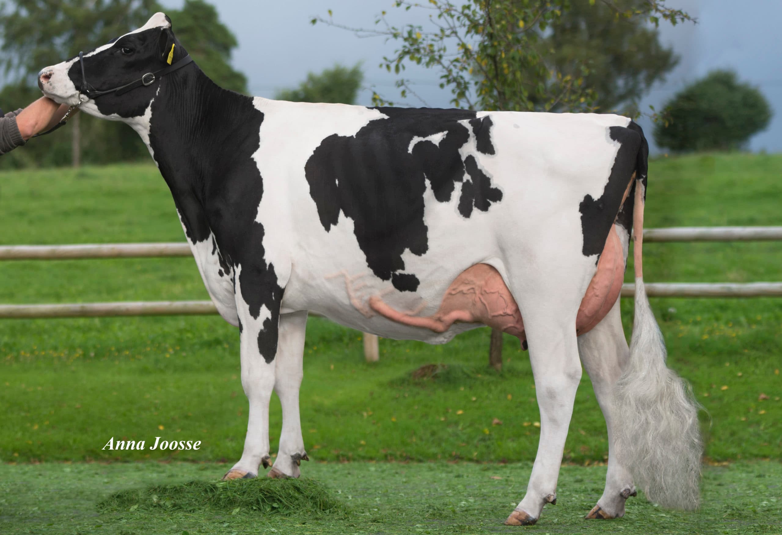 Lyza (Silver) gaf in haar eerste lijst (305 dgn) 10.171 kilo melk met 3,80% vet en 3,72% eiwit. - Foto: Anna Joosse